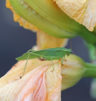 Green bug